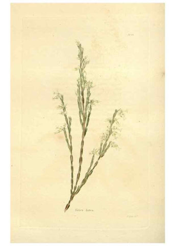 Reproducción/Reproduction 48623716671: The botanical cabinet. London :John & Arthur Arch ...,1817-1833.. 