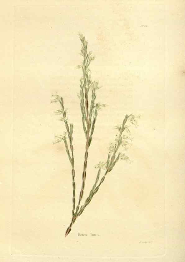Reproducción/Reproduction 48623716671: The botanical cabinet. London :John & Arthur Arch ...,1817-1833.. 