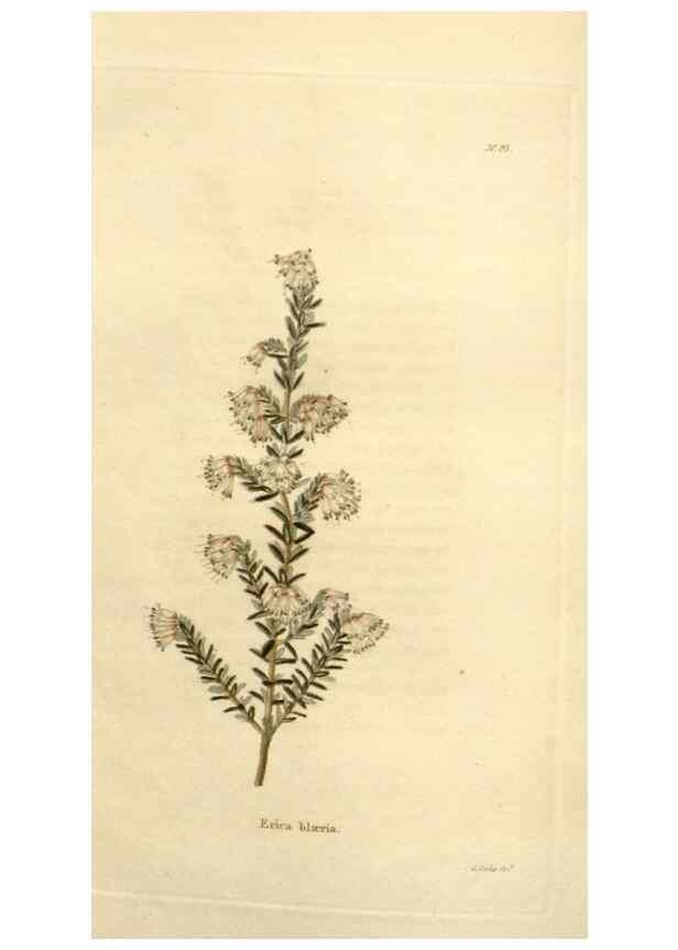 Reproducción/Reproduction 48623370598: The botanical cabinet. London :John & Arthur Arch ...,1817-1833.. 