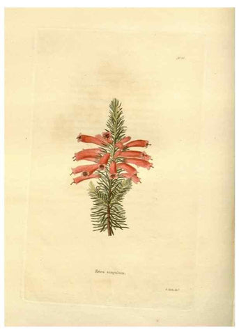 Reproducción/Reproduction 48623724631: The botanical cabinet. London :John & Arthur Arch ...,1817-1833.. 