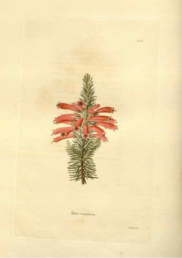 Reproducción/Reproduction 48623724631: The botanical cabinet. London :John & Arthur Arch ...,1817-1833.. 