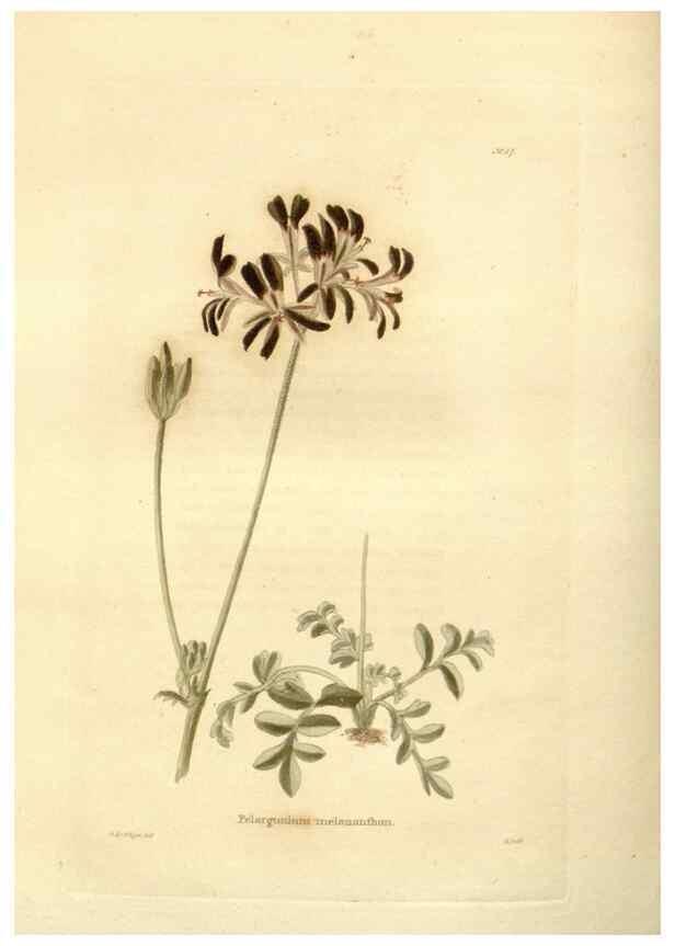 Reproducción/Reproduction 48623371283: The botanical cabinet. London :John & Arthur Arch ...,1817-1833.. 
