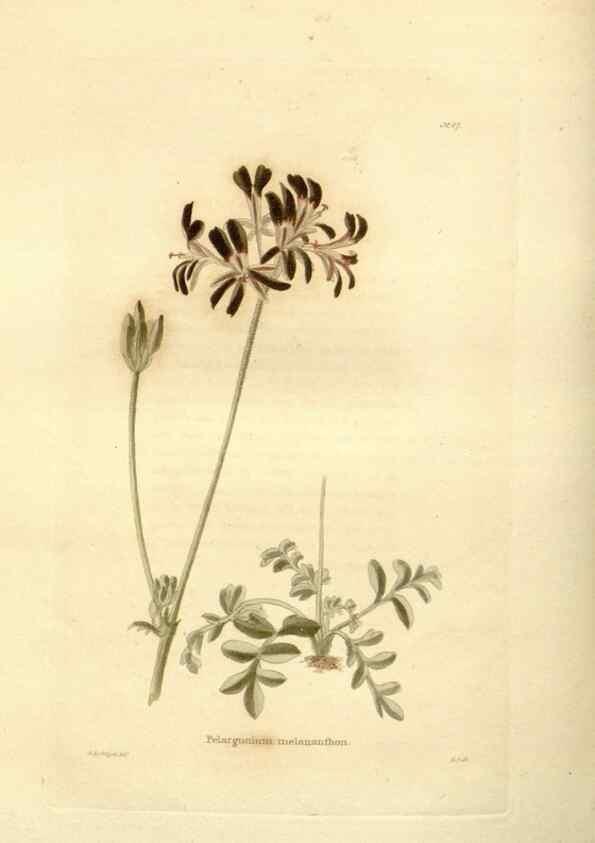Reproducción/Reproduction 48623371283: The botanical cabinet. London :John & Arthur Arch ...,1817-1833.. 