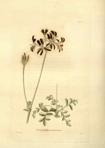 Reproducción/Reproduction 48623371283: The botanical cabinet. London :John & Arthur Arch ...,1817-1833.. 