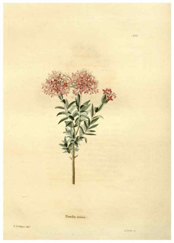 Reproducción/Reproduction 48623872997: The botanical cabinet. London :John & Arthur Arch ...,1817-1833.. 