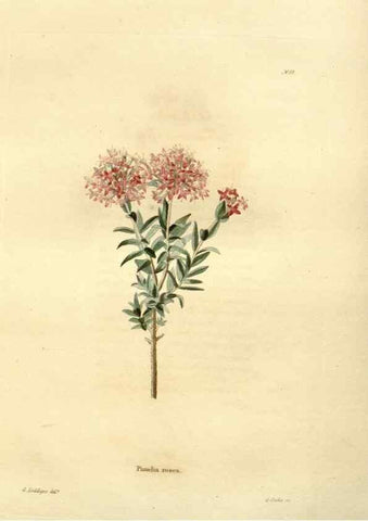 Reproducción/Reproduction 48623872997: The botanical cabinet. London :John & Arthur Arch ...,1817-1833.. 