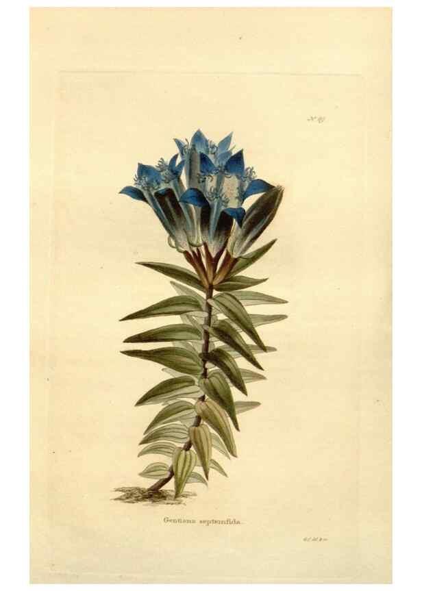Reproducción/Reproduction 48623873352: The botanical cabinet. London :John & Arthur Arch ...,1817-1833.. 