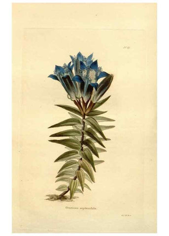 Reproducción/Reproduction 48623873352: The botanical cabinet. London :John & Arthur Arch ...,1817-1833.. 