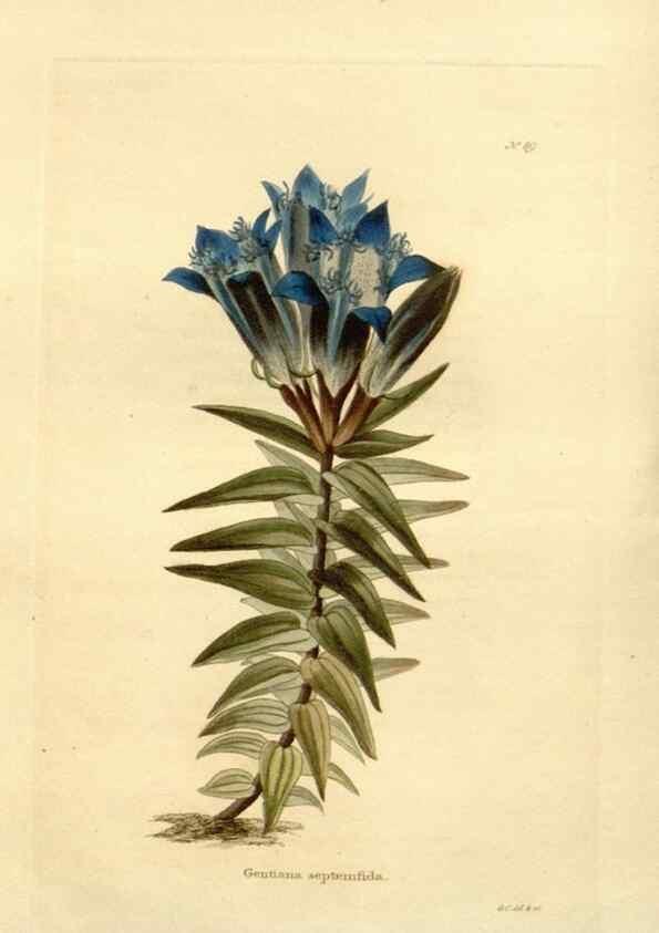 Reproducción/Reproduction 48623873352: The botanical cabinet. London :John & Arthur Arch ...,1817-1833.. 