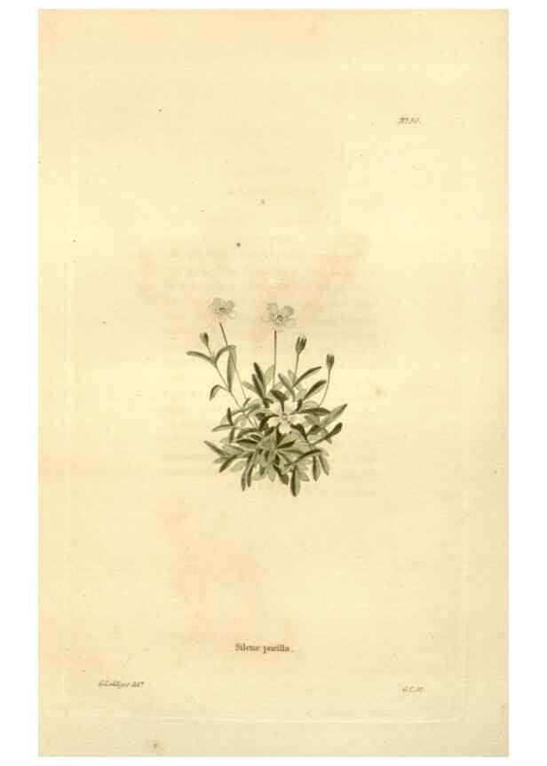 Reproducción/Reproduction 48623873697: The botanical cabinet. London :John & Arthur Arch ...,1817-1833.. 
