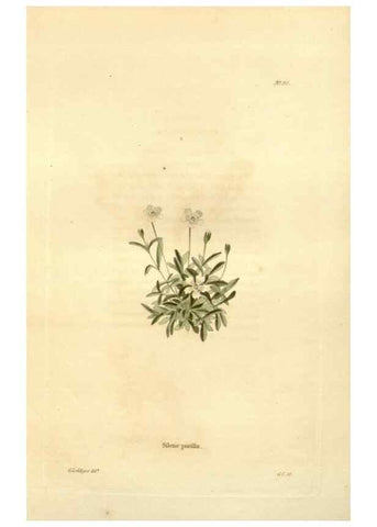 Reproducción/Reproduction 48623873697: The botanical cabinet. London :John & Arthur Arch ...,1817-1833.. 