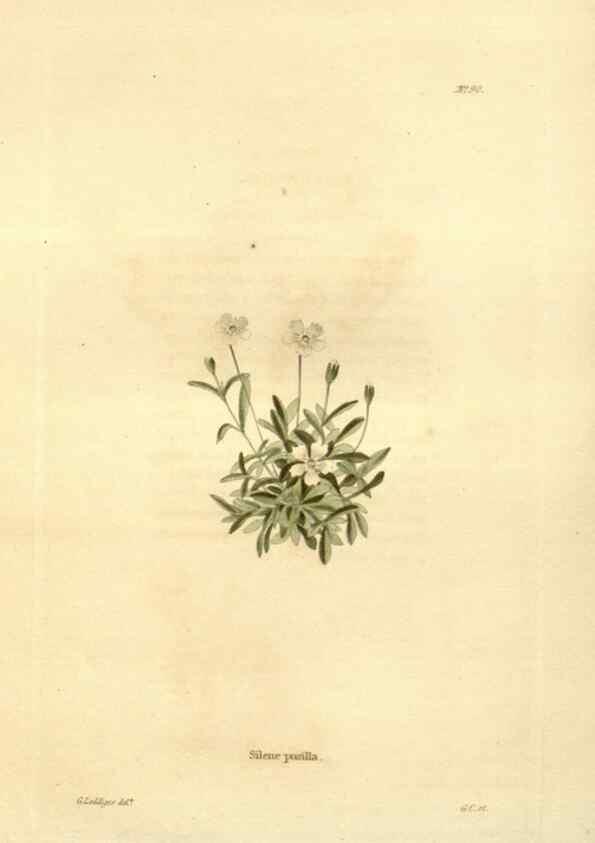 Reproducción/Reproduction 48623873697: The botanical cabinet. London :John & Arthur Arch ...,1817-1833.. 