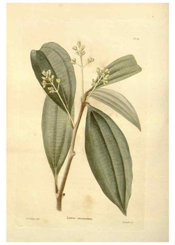 Reproducción/Reproduction 48623726366: The botanical cabinet. London :John & Arthur Arch ...,1817-1833.. 