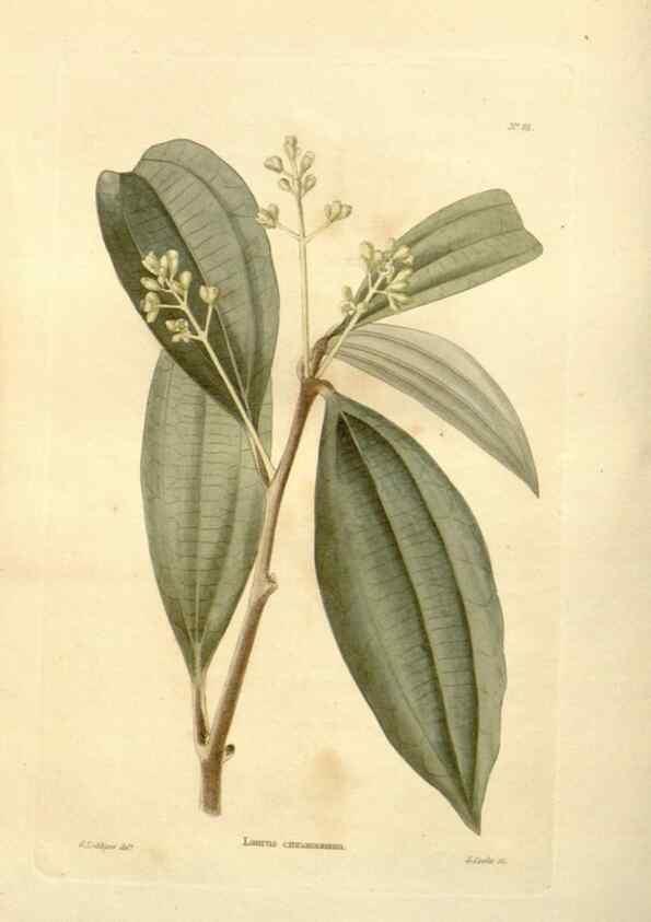 Reproducción/Reproduction 48623726366: The botanical cabinet. London :John & Arthur Arch ...,1817-1833.. 