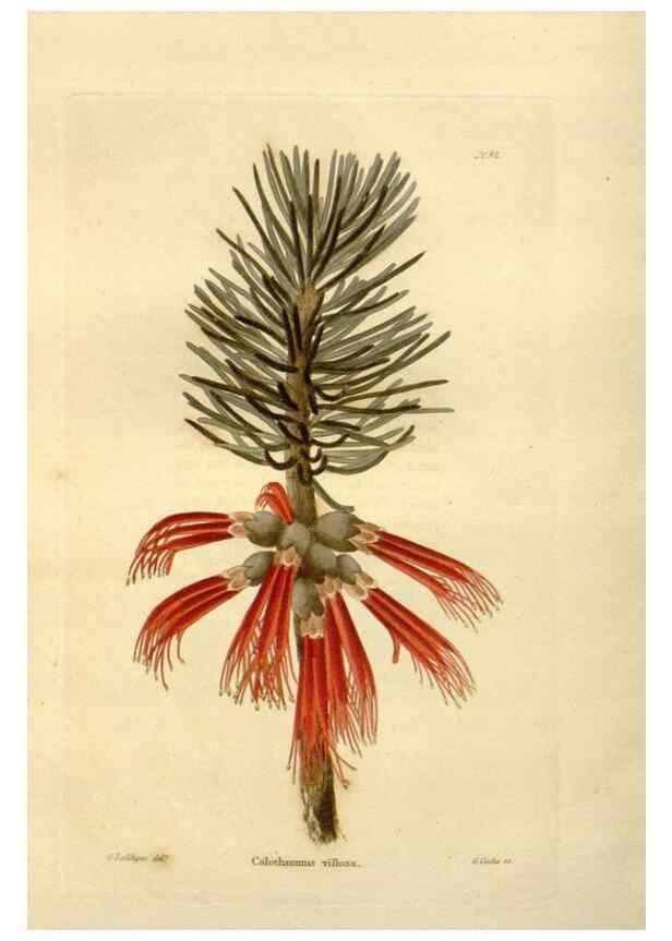 Reproducción/Reproduction 48623726816: The botanical cabinet. London :John & Arthur Arch ...,1817-1833.. 