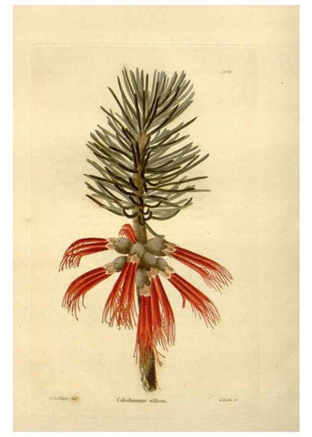 Reproducción/Reproduction 48623726816: The botanical cabinet. London :John & Arthur Arch ...,1817-1833.. 