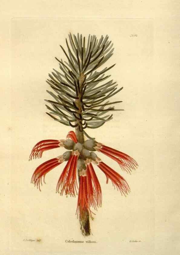 Reproducción/Reproduction 48623726816: The botanical cabinet. London :John & Arthur Arch ...,1817-1833.. 