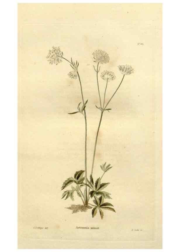Reproducción/Reproduction 48623727206: The botanical cabinet. London :John & Arthur Arch ...,1817-1833.. 