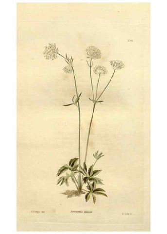Reproducción/Reproduction 48623727206: The botanical cabinet. London :John & Arthur Arch ...,1817-1833.. 