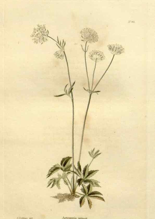 Reproducción/Reproduction 48623727206: The botanical cabinet. London :John & Arthur Arch ...,1817-1833.. 