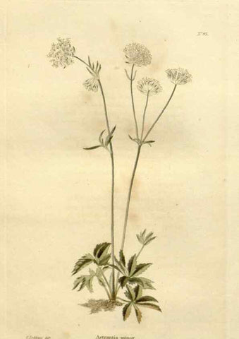 Reproducción/Reproduction 48623727206: The botanical cabinet. London :John & Arthur Arch ...,1817-1833.. 