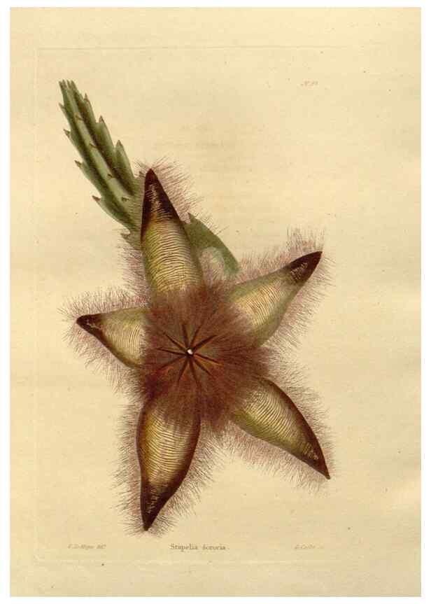 Reproducción/Reproduction 48623374163: The botanical cabinet. London :John & Arthur Arch ...,1817-1833.. 