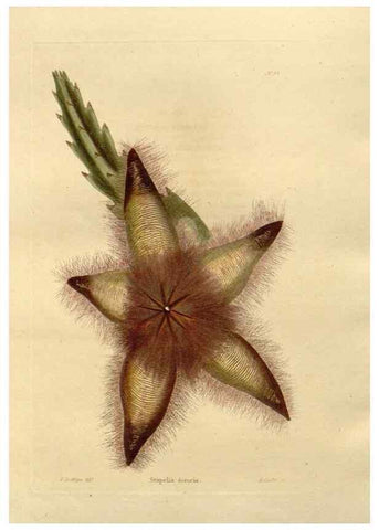 Reproducción/Reproduction 48623374163: The botanical cabinet. London :John & Arthur Arch ...,1817-1833.. 