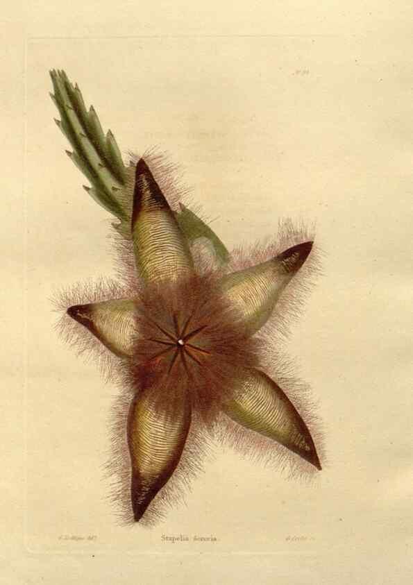 Reproducción/Reproduction 48623374163: The botanical cabinet. London :John & Arthur Arch ...,1817-1833.. 