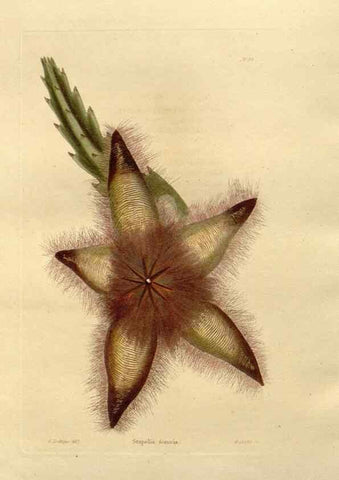 Reproducción/Reproduction 48623374163: The botanical cabinet. London :John & Arthur Arch ...,1817-1833.. 