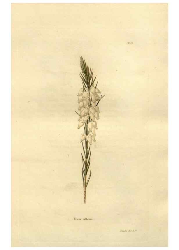Reproducción/Reproduction 48623875812: The botanical cabinet. London :John & Arthur Arch ...,1817-1833.. 