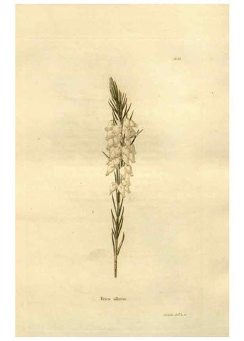 Reproducción/Reproduction 48623875812: The botanical cabinet. London :John & Arthur Arch ...,1817-1833.. 