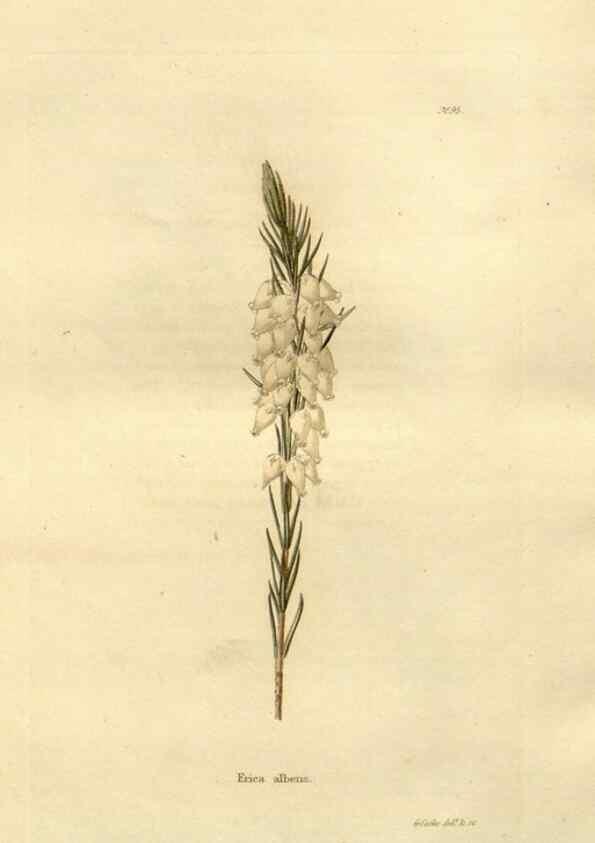Reproducción/Reproduction 48623875812: The botanical cabinet. London :John & Arthur Arch ...,1817-1833.. 