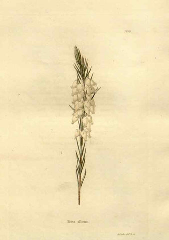 Reproducción/Reproduction 48623875812: The botanical cabinet. London :John & Arthur Arch ...,1817-1833.. 