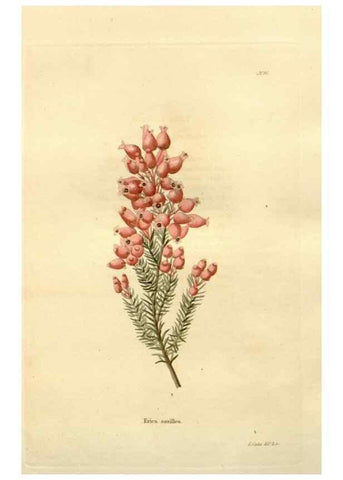 Reproducción/Reproduction 48623728306: The botanical cabinet. London :John & Arthur Arch ...,1817-1833.. 