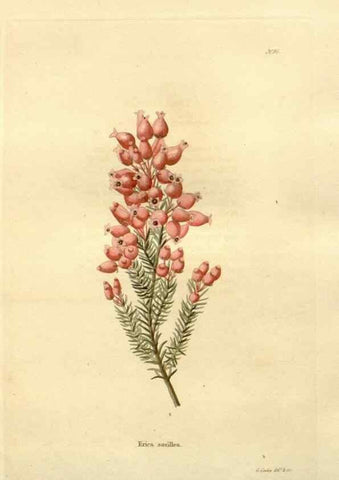 Reproducción/Reproduction 48623728306: The botanical cabinet. London :John & Arthur Arch ...,1817-1833.. 