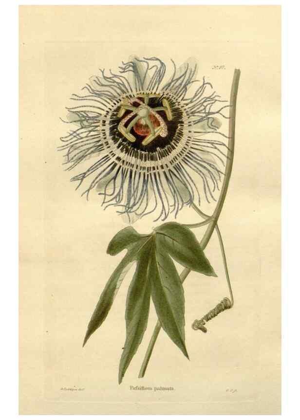 Reproducción/Reproduction 48623375143: The botanical cabinet. London :John & Arthur Arch ...,1817-1833.. 