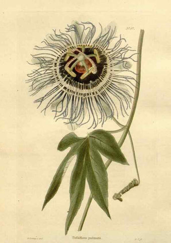 Reproducción/Reproduction 48623375143: The botanical cabinet. London :John & Arthur Arch ...,1817-1833.. 