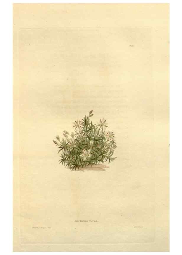 Reproducción/Reproduction 48623375523: The botanical cabinet. London :John & Arthur Arch ...,1817-1833.. 