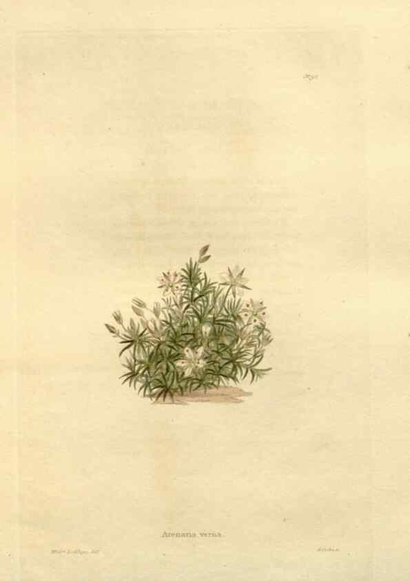 Reproducción/Reproduction 48623375523: The botanical cabinet. London :John & Arthur Arch ...,1817-1833.. 