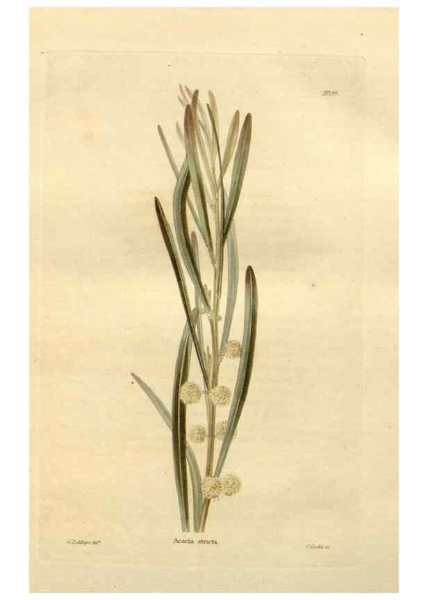Reproducción/Reproduction 48623375978: The botanical cabinet. London :John & Arthur Arch ...,1817-1833.. 
