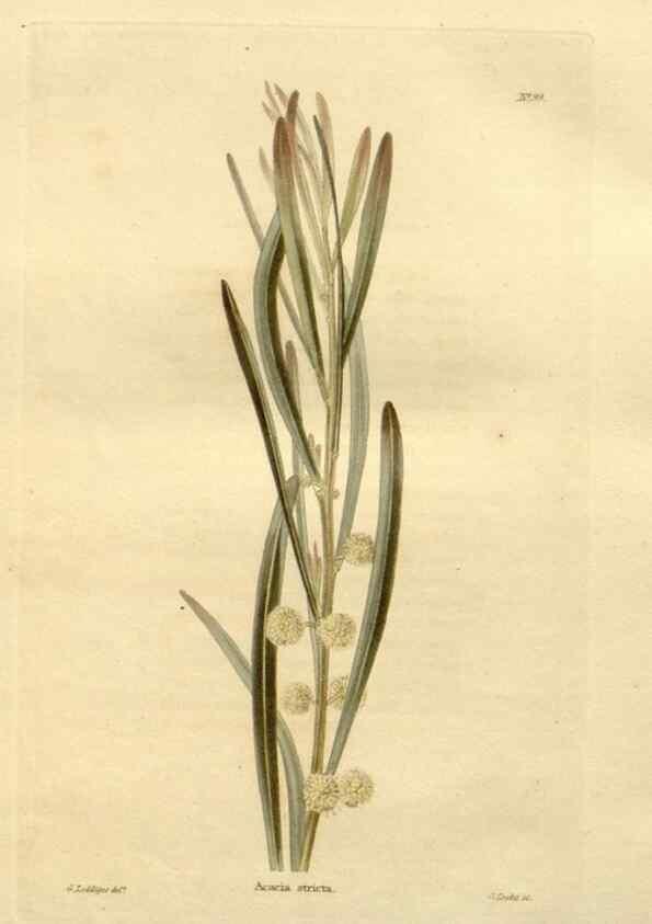Reproducción/Reproduction 48623375978: The botanical cabinet. London :John & Arthur Arch ...,1817-1833.. 