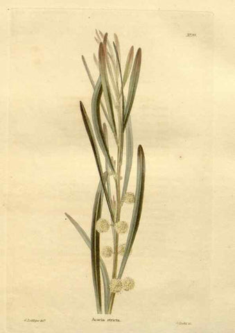 Reproducción/Reproduction 48623375978: The botanical cabinet. London :John & Arthur Arch ...,1817-1833.. 
