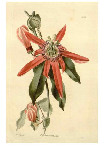 Reproducción/Reproduction 48623724016: The botanical cabinet. London :John & Arthur Arch ...,1817-1833.. 