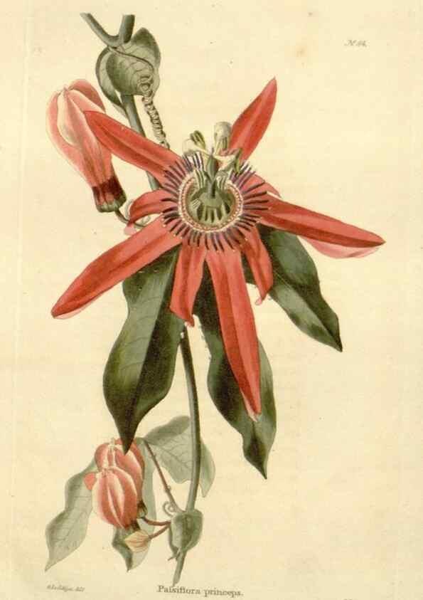 Reproducción/Reproduction 48623724016: The botanical cabinet. London :John & Arthur Arch ...,1817-1833.. 