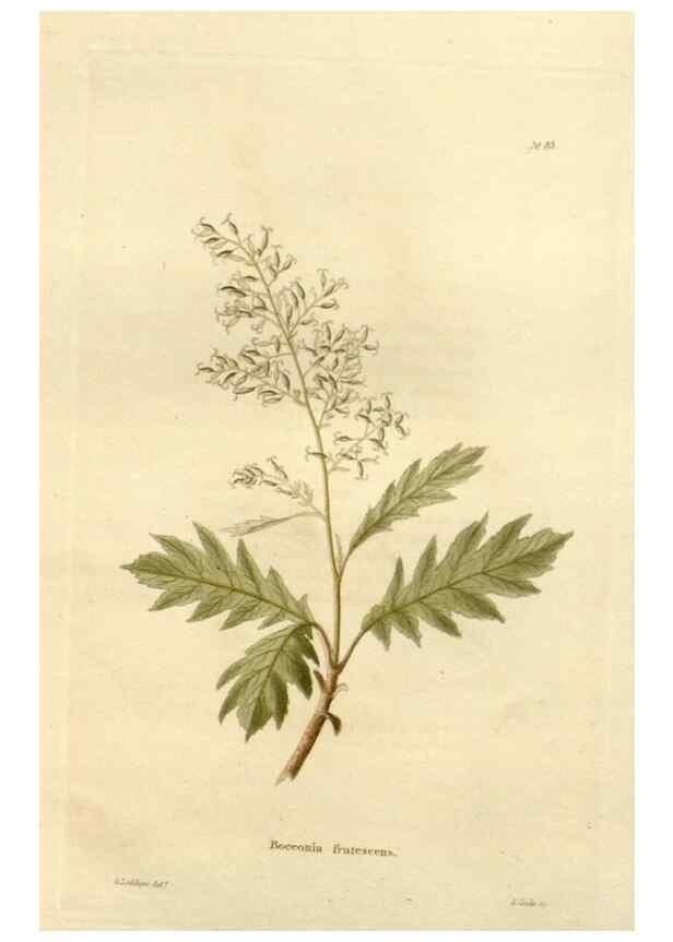 Reproducción/Reproduction 48623871417: The botanical cabinet. London :John & Arthur Arch ...,1817-1833.. 