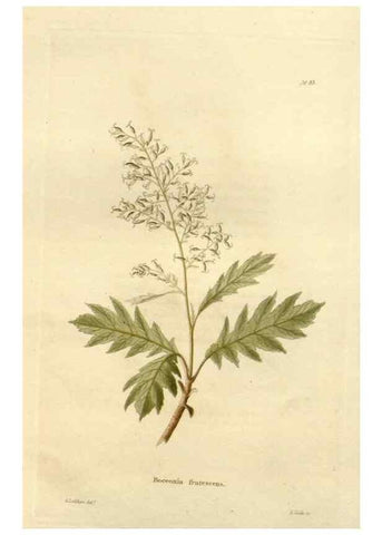 Reproducción/Reproduction 48623871417: The botanical cabinet. London :John & Arthur Arch ...,1817-1833.. 