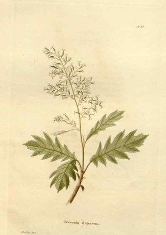 Reproducción/Reproduction 48623871417: The botanical cabinet. London :John & Arthur Arch ...,1817-1833.. 