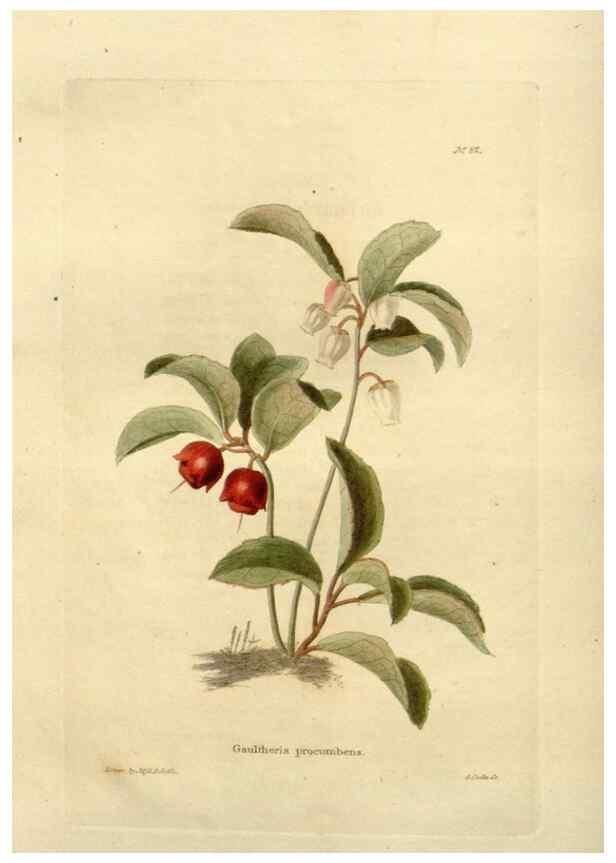 Reproducción/Reproduction 48623369763: The botanical cabinet. London :John & Arthur Arch ...,1817-1833.. 