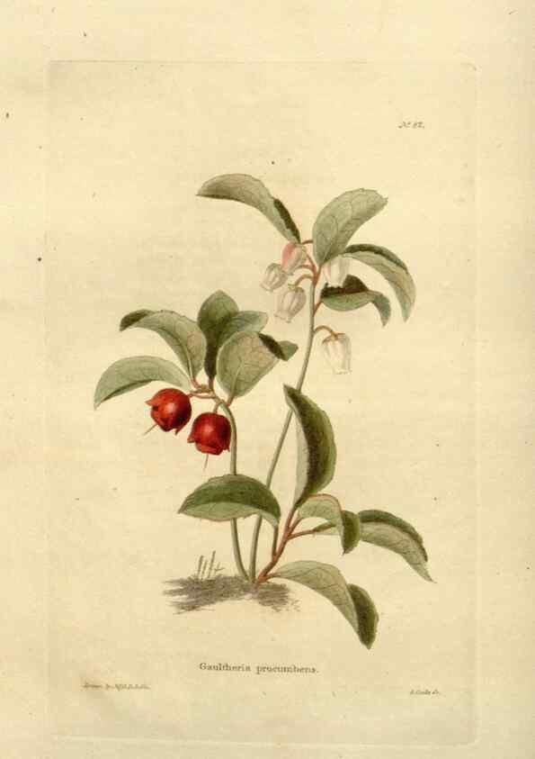 Reproducción/Reproduction 48623369763: The botanical cabinet. London :John & Arthur Arch ...,1817-1833.. 