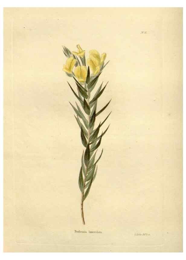 Reproducción/Reproduction 48623723011: The botanical cabinet. London :John & Arthur Arch ...,1817-1833.. 